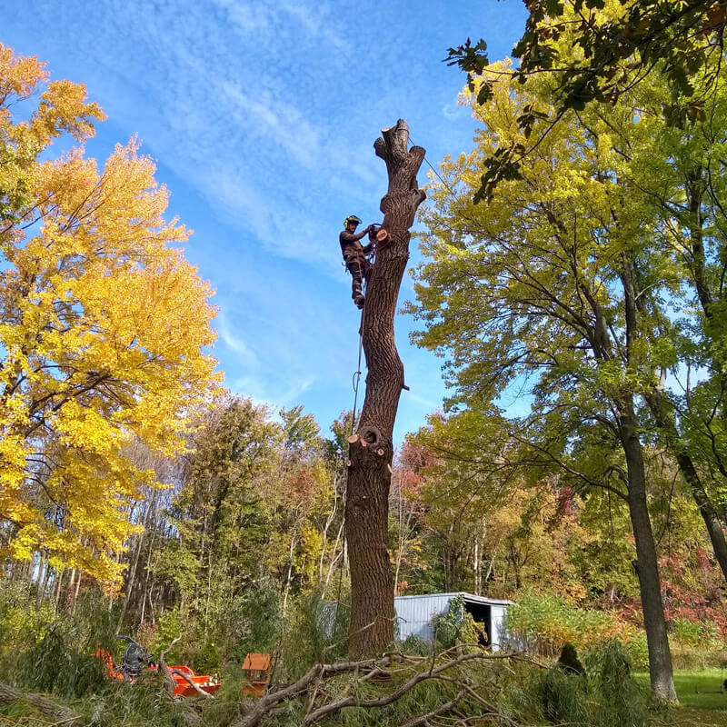 Spécialiste en abattage, élagage et émondage d'arbres dans la région de Montréal, Laval et la Rive-Sud.