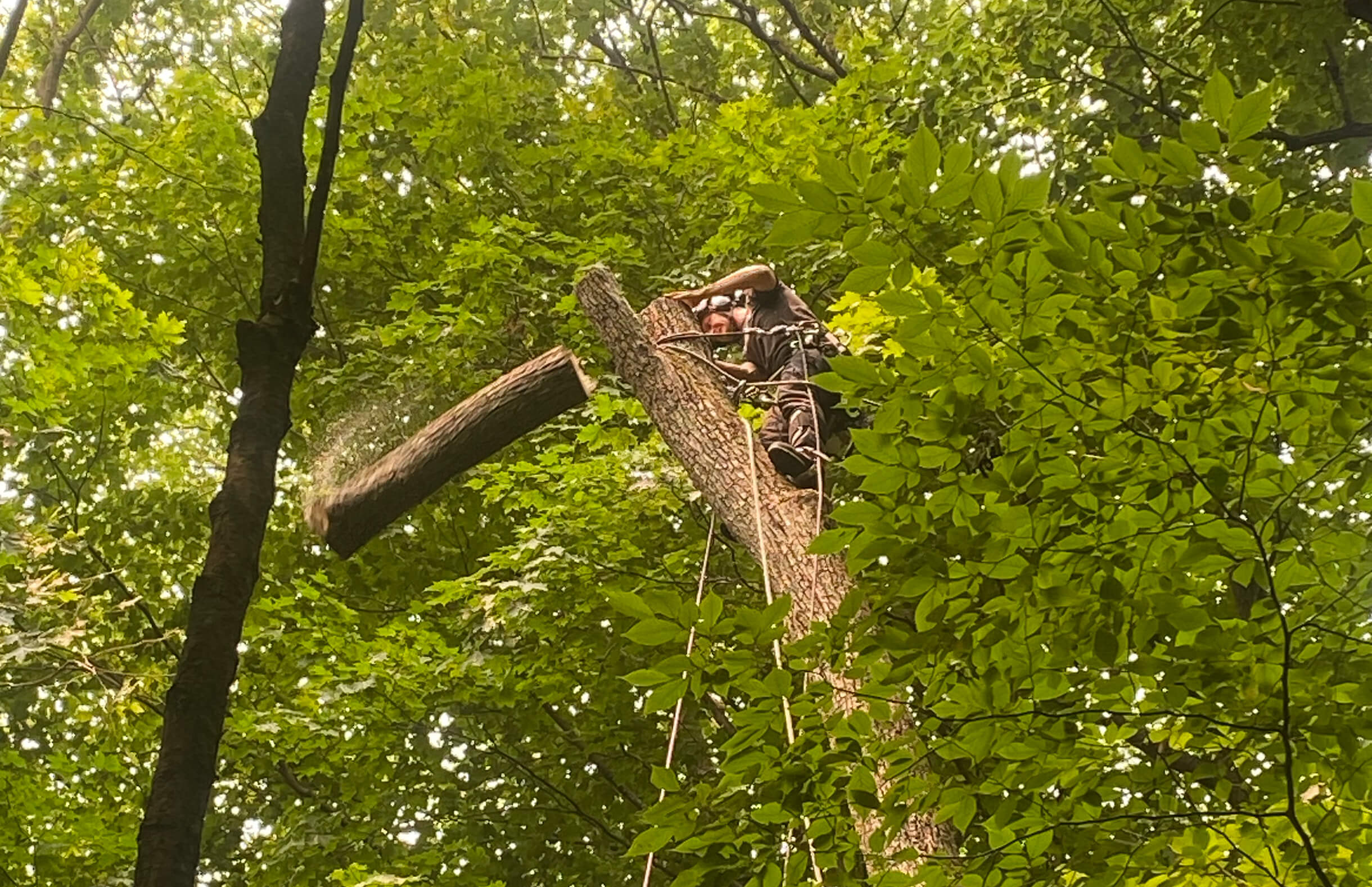 Abattage d'arbre dans la région de Montréal, Laval et sur la Rive-Sud par des arboriculteurs diplômés. Contactez-nous. 