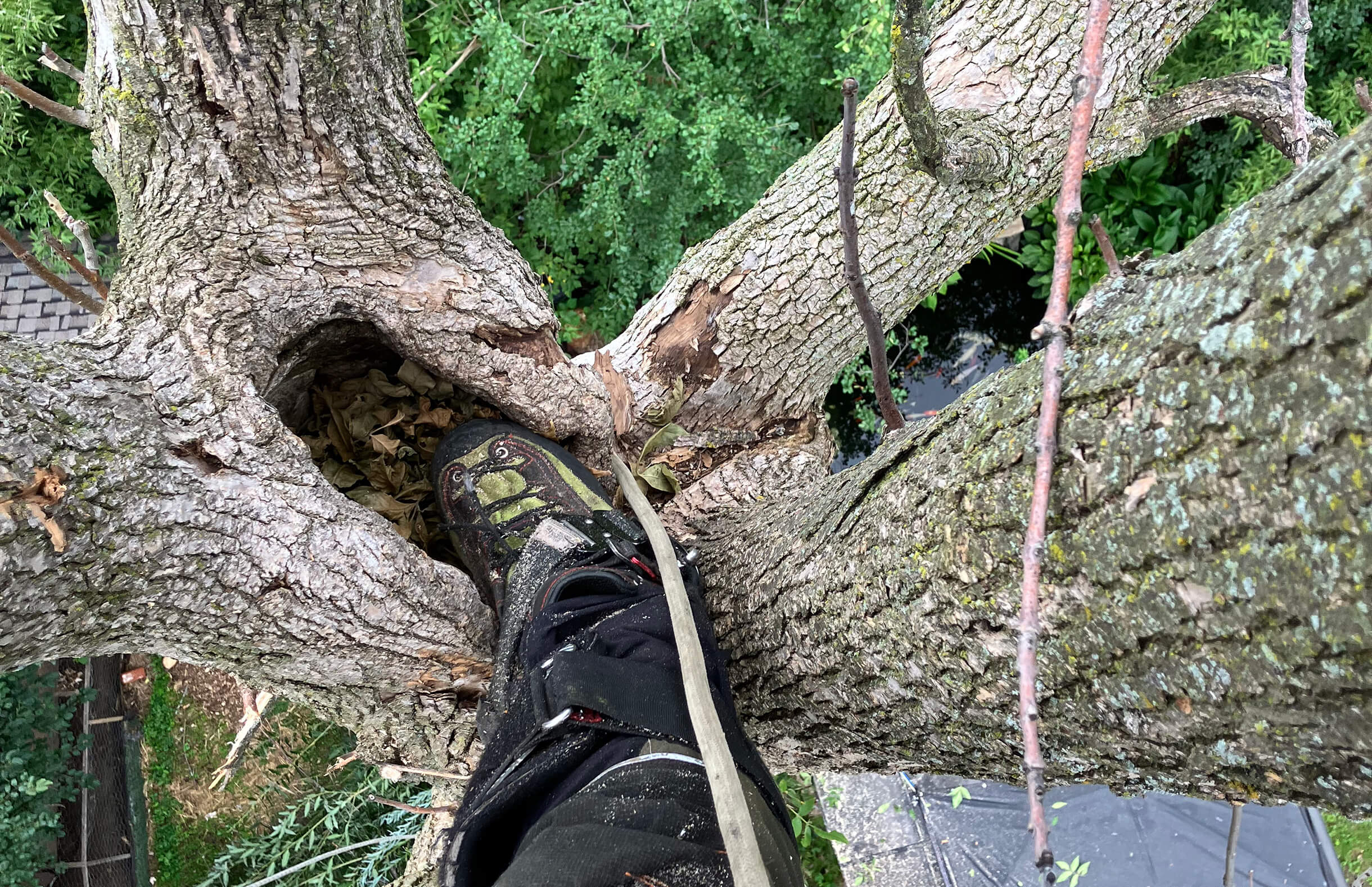 Vous avez un arbre creux sur votre terrain. Contactez-nous pour des conseils et de la prévention. 