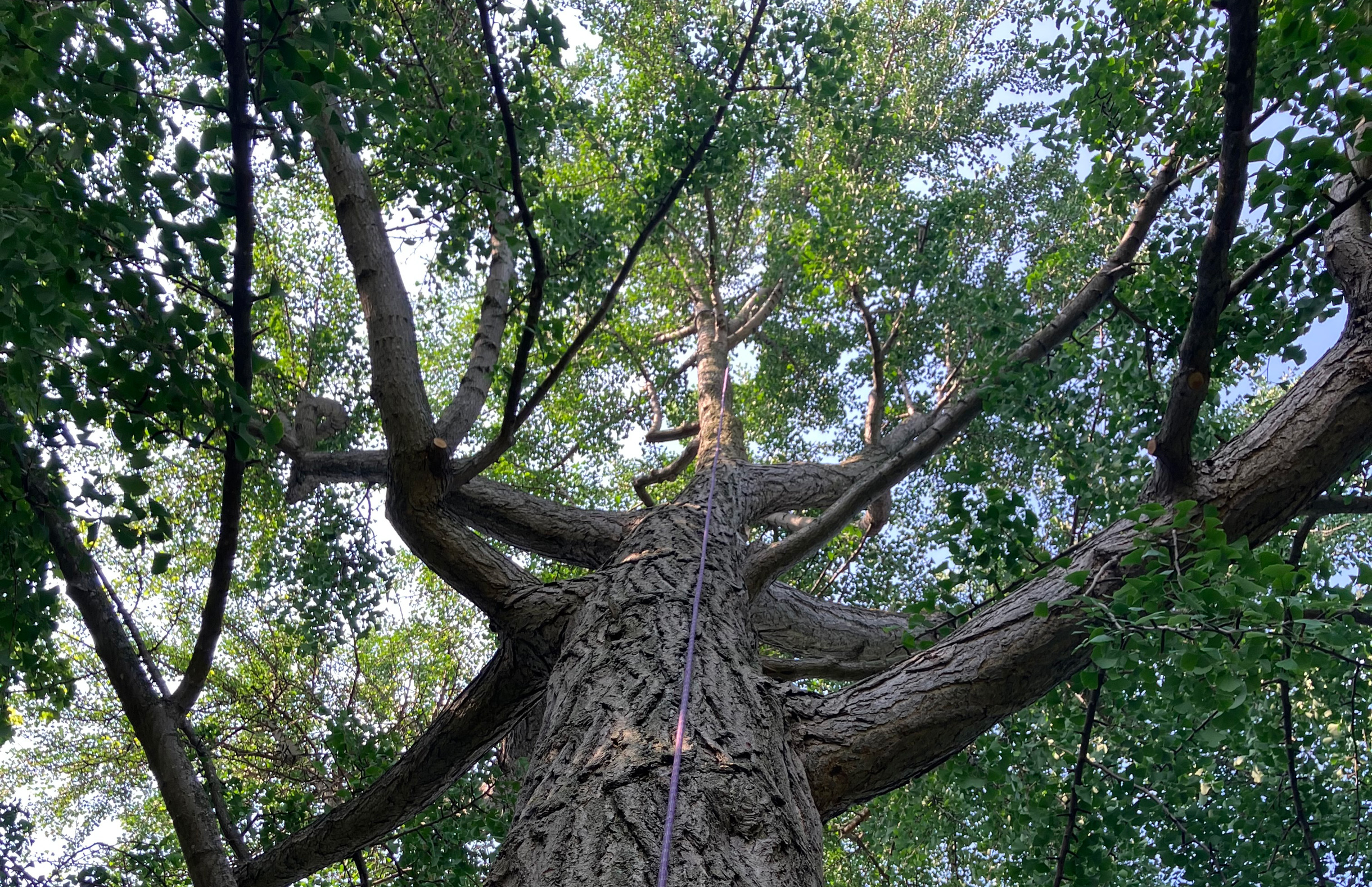 Élagage d'arbre par entreprise spécialisée dans la région de Montréal, Laval et sur la Rive-Sud. Contactez-nous.
