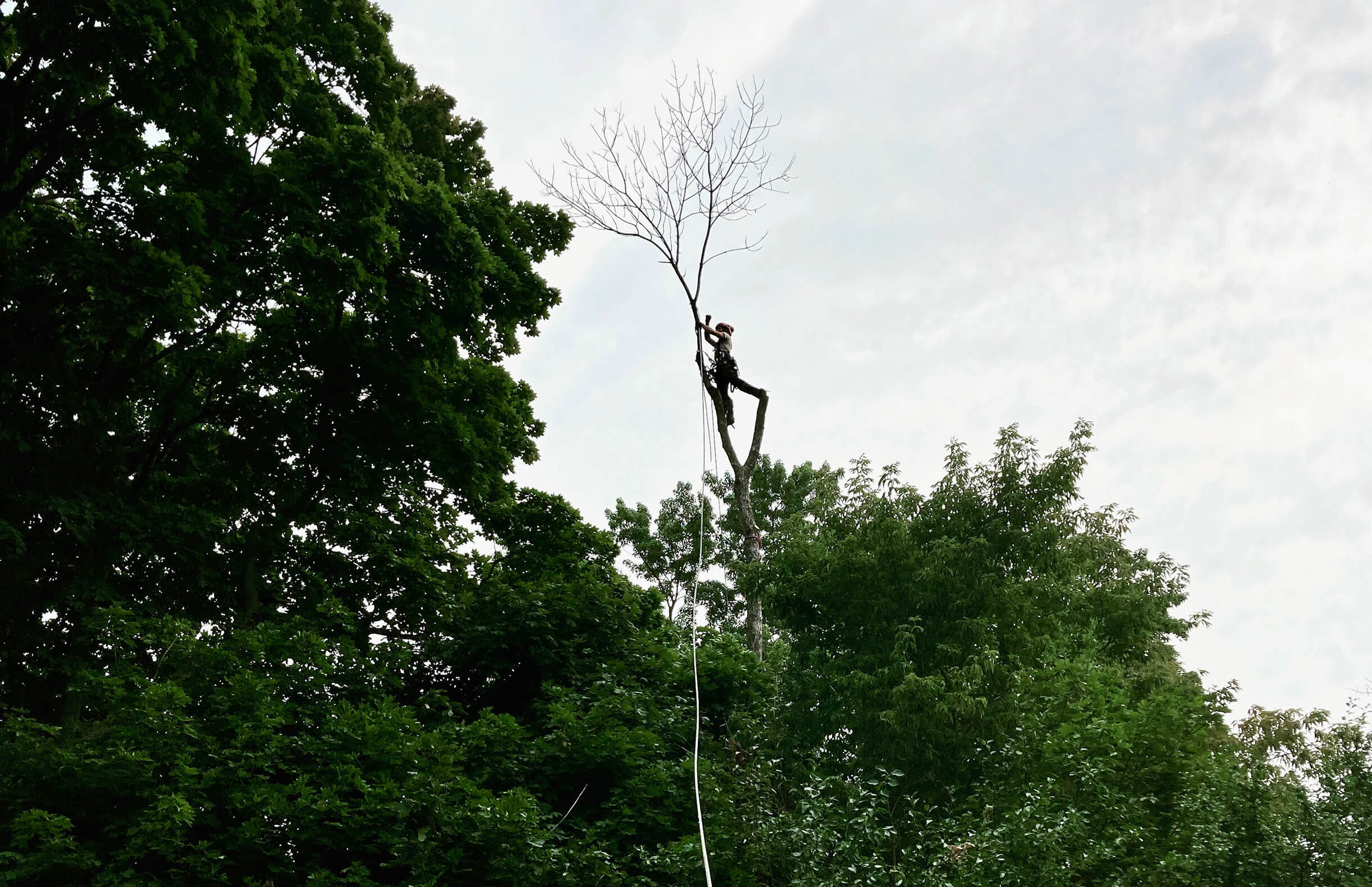 Émondage d'arbre par une entreprise spécialisée dans la région de Montréal, Laval et sur la Rive-Sud. Contactez-nous pour une soumission gratuite. 