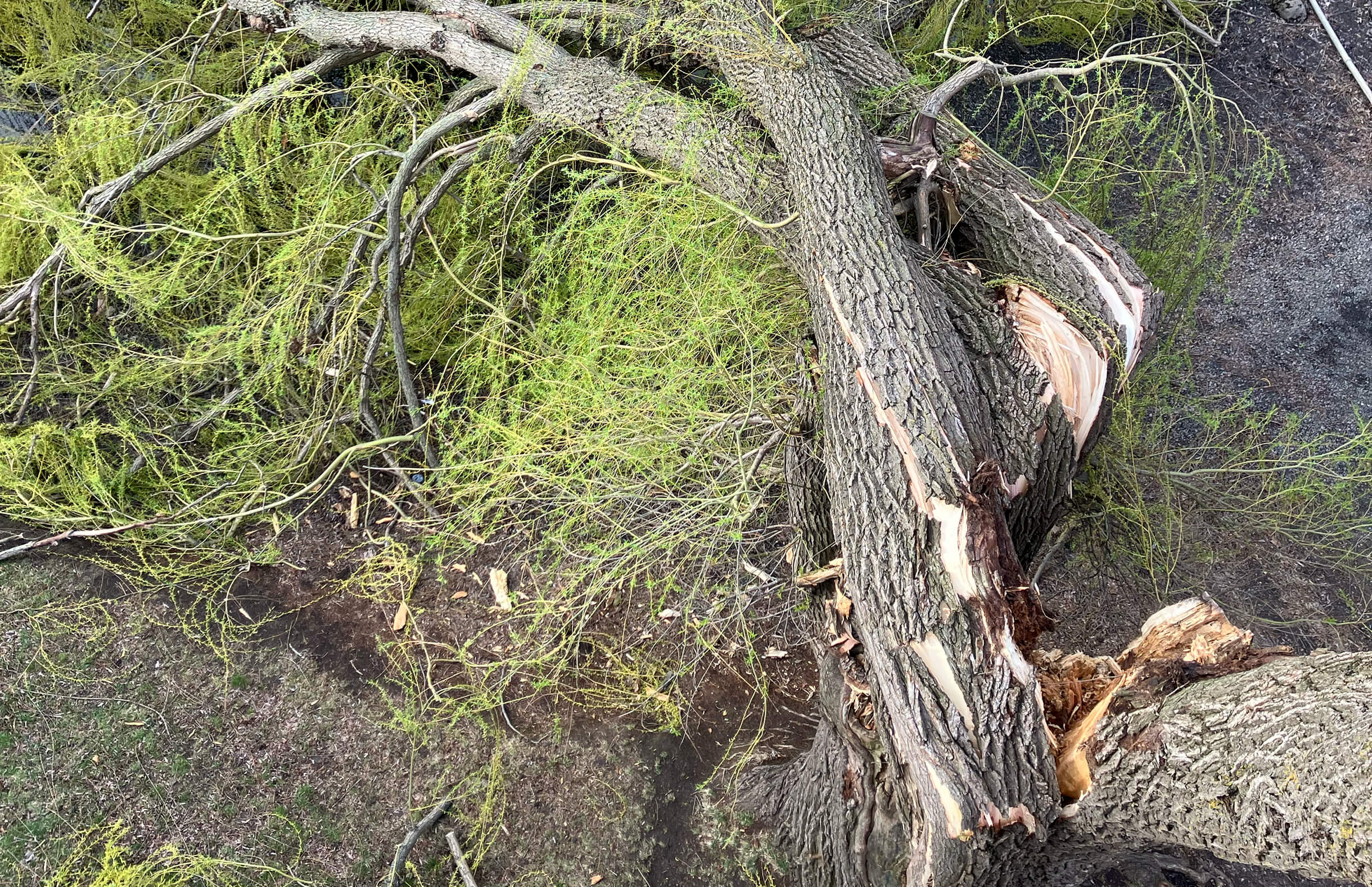Enlèvement de souche d'arbre - essouchage par broyage mécanique dans la région de 
                            	Montréal, Laval et sur la Rive-Sud. Contactez-nous.