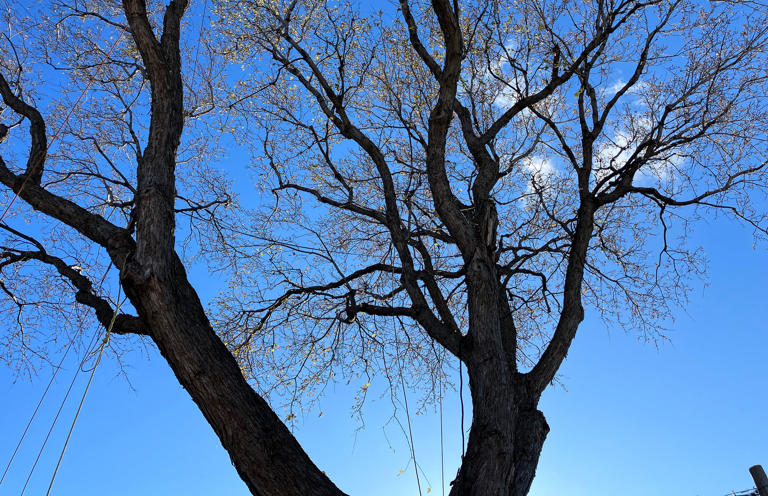 Haubanage d'arbre dans la région de Montréal, Laval et sur la Rive-Sud pour renforcer la structure de l'arbre. Contactez-nous.