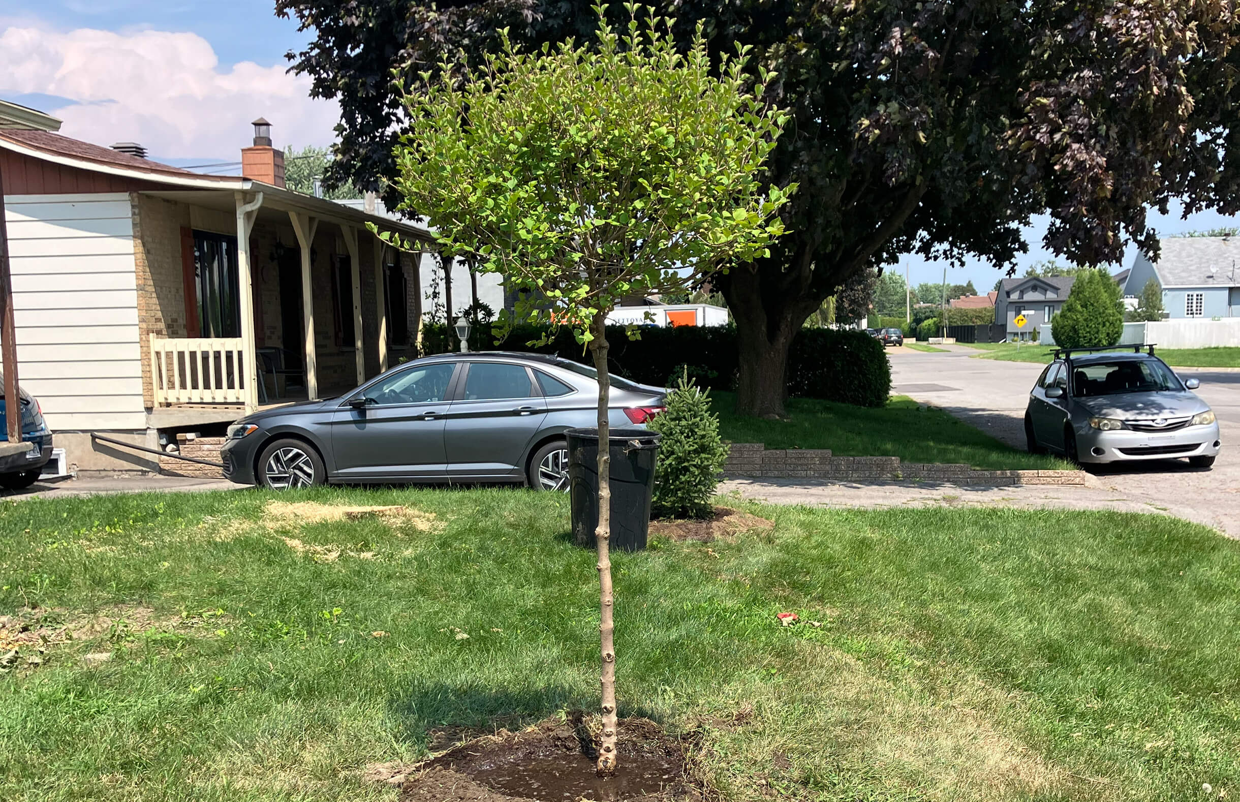Service de plantation d'arbres par des spécialistes en arboriculture à Montréal, Laval et sur la Rive-Sud. Contactez-nous.